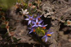 Calectasia