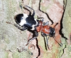 Thanasimus formicarius