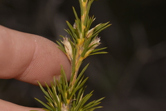 Calectasia