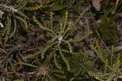 Banksia kippistiana