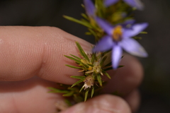 Calectasia
