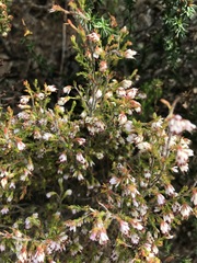 Erica ecklonii