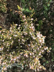 Erica ecklonii