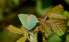 Callophrys rubi