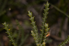 Banksia kippistiana