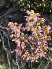 Erica labialis