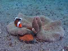 Amphiprion polymnus
