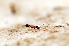 Monomorium floricola