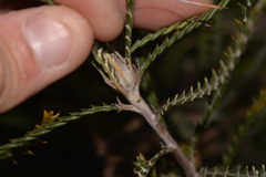 Banksia kippistiana
