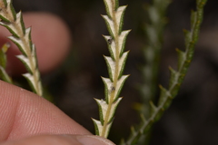 Banksia kippistiana
