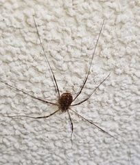Opilio saxatilis
