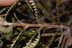 Banksia kippistiana
