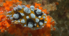Phyllidia ocellata