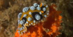 Phyllidia ocellata