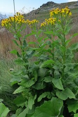 Senecio ovatus