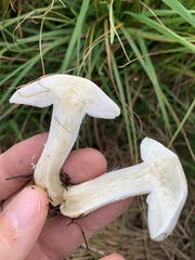 Tricholomella constricta