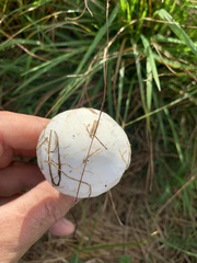 Tricholomella constricta