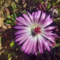 Lampranthus aduncus
