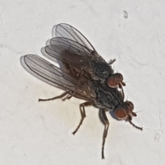 Heleomyzidae