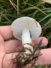 Tricholomella constricta