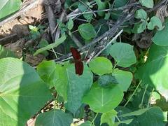 Neurothemis taiwanensis