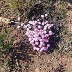 Lampranthus aduncus