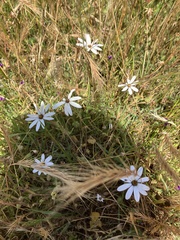 Dimorphotheca pluvialis
