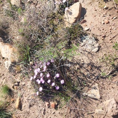 Lampranthus aduncus