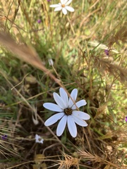 Dimorphotheca pluvialis