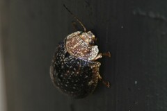 Paropsisterna cloelia