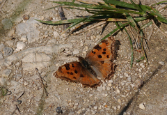 Nymphalis polychloros