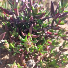 Lampranthus aduncus