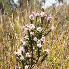 Sprengelia incarnata