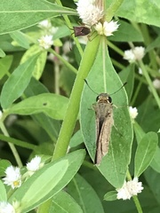 Pelopidas mathias