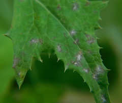 Golovinomyces sonchicola