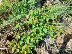 Ampelopsis glandulosa hancei