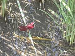 Neurothemis taiwanensis