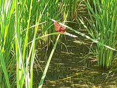 Neurothemis taiwanensis