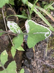 Phytomyza syngenesiae