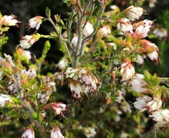 Erica ecklonii