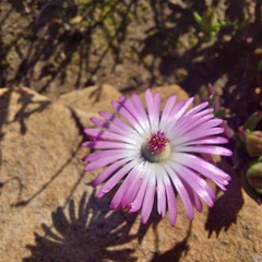 Lampranthus aduncus