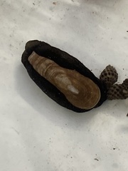 Scutus antipodes