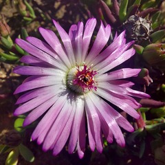 Lampranthus aduncus