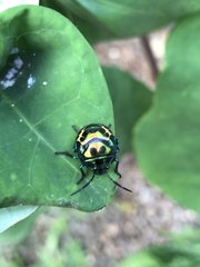 Chrysocoris