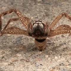 Neosparassus salacius