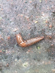 Ambigolimax valentianus
