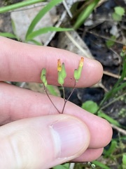 Youngia japonica