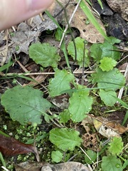 Youngia japonica