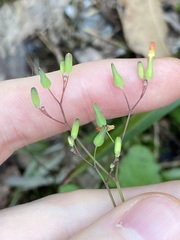 Youngia japonica
