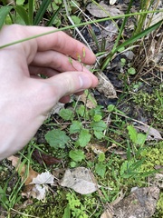 Youngia japonica